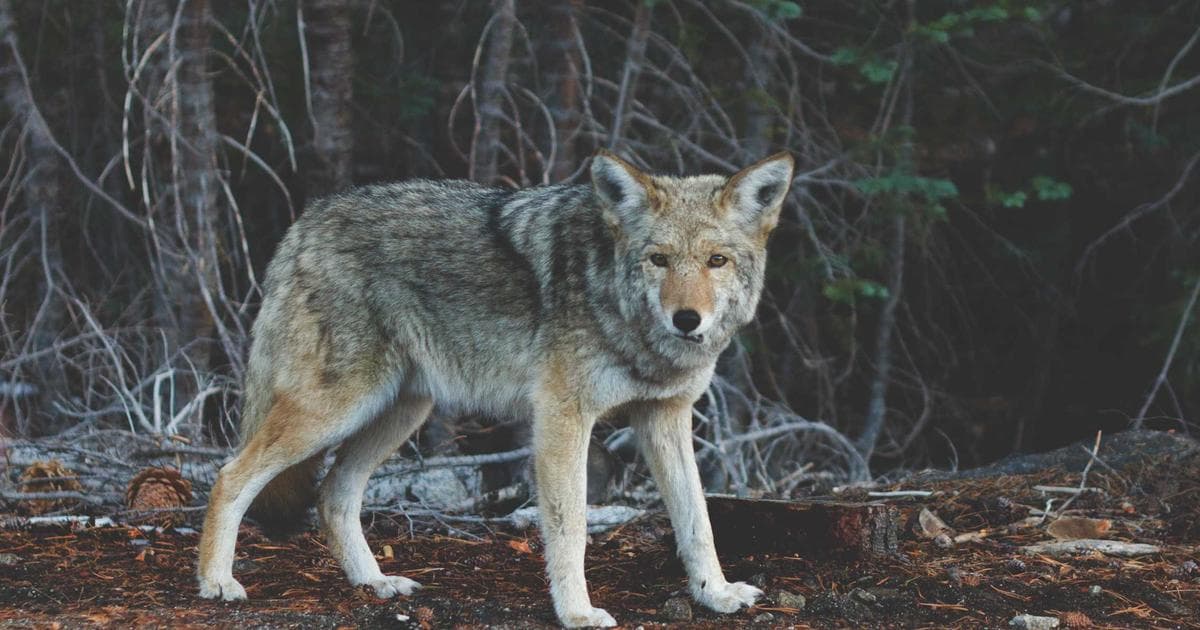 Montana vs. Idaho: The Mountain West Tax Battle